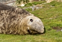 Elephant Seal.20081112_3769